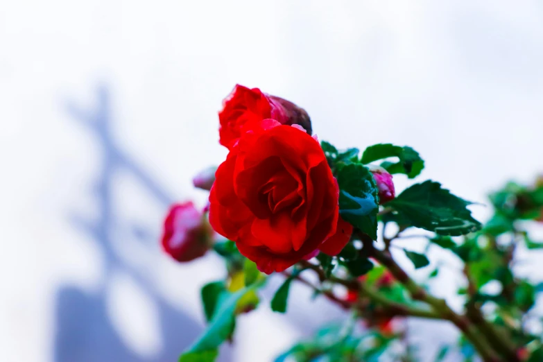 a red rose sitting on top of a green plant, inspired by Elsa Bleda, unsplash, overexposed photograph, small red roses, multicoloured, low-angle