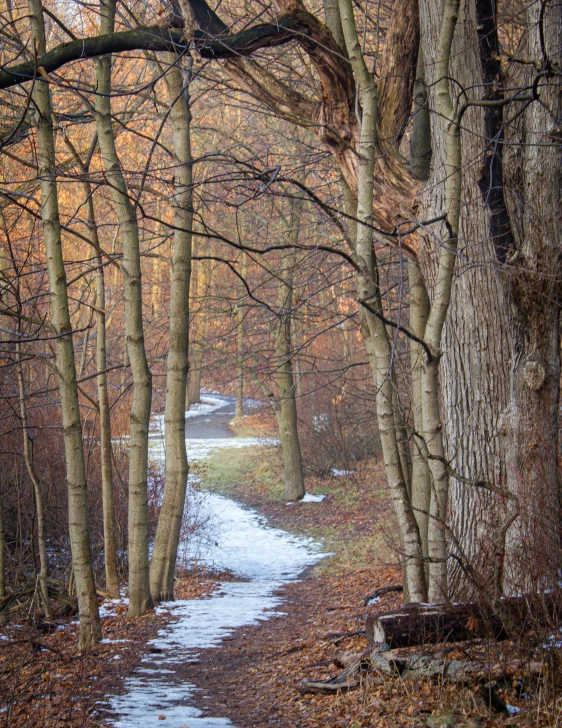 a path in the woods with snow on the ground, by David Small, unsplash contest winner, muted fall colors, soft glow, phot, today\'s featured photograph 4k