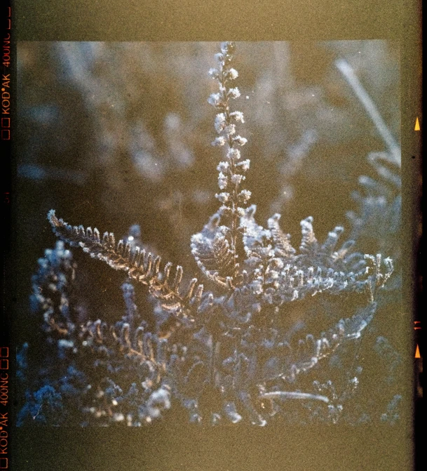 a close up of a snow flake on a plant, an album cover, inspired by Elsa Bleda, sōsaku hanga, \!cinestill 50d! film photo, dried fern, 35mm!!! 1990, crystal forest