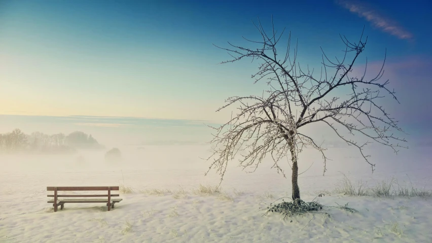 a bench sitting in the middle of a snow covered field, a picture, inspired by Elsa Bleda, unsplash contest winner, the tree is on top of a calm sea, pale blue fog, photography of gregory crewdson, brown