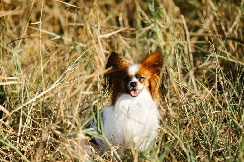 a dog that is sitting in the grass, by Emma Andijewska, unsplash, baroque, big ears, avatar image, straw, malt