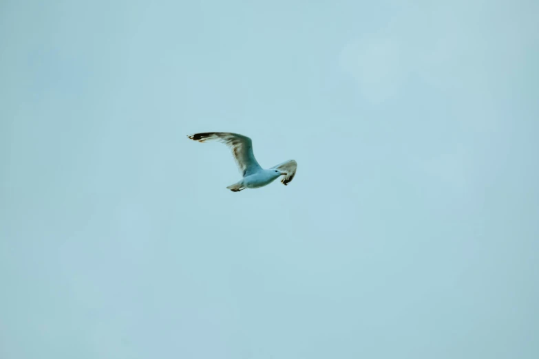 a bird that is flying in the sky, pexels contest winner, minimalism, white and pale blue, ready to eat, digital photo, no watermarks