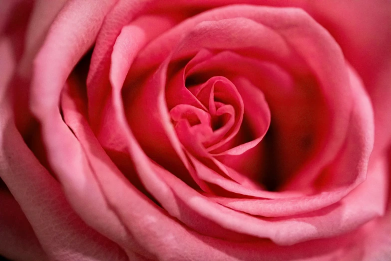 a close up of the center of a pink rose, pexels, hot pink, dynamic closeup, low detailed, ((pink))