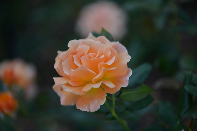 a close up of a pink rose with green leaves, by Gwen Barnard, pexels contest winner, light orange mist, orange blooming flowers garden, color ( sony a 7 r iv, manuka