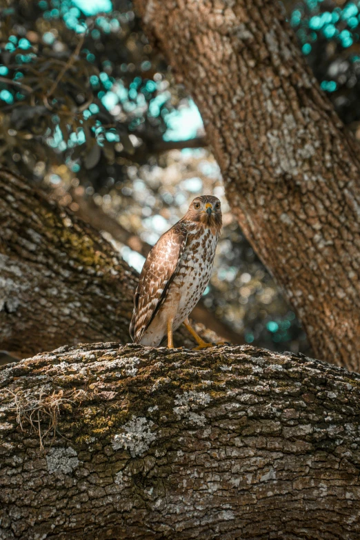 a bird sitting on top of a tree branch, a portrait, pexels contest winner, raptor, professionally color graded, dappled, cinematic full body shot