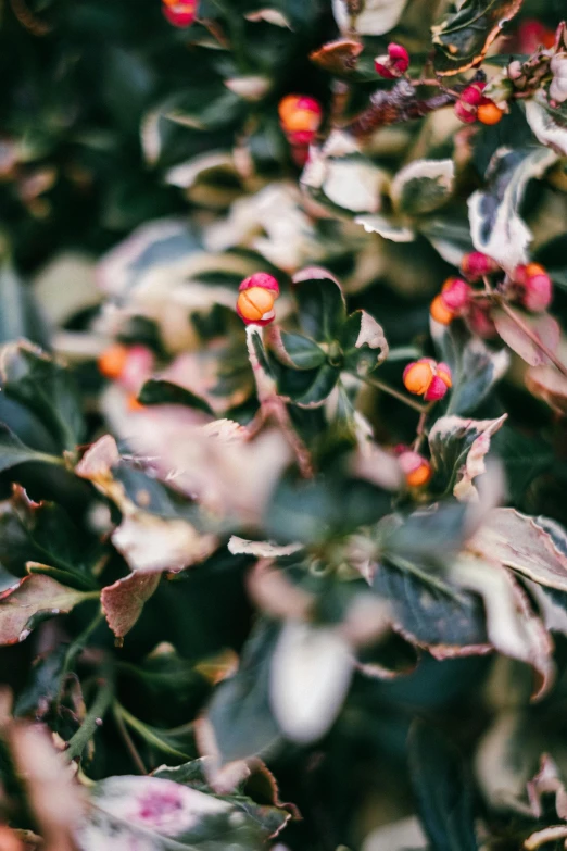 a bush with red berries and green leaves, inspired by Elsa Bleda, trending on unsplash, pink orange flowers, shot on sony a 7, smooth tiny details, a high angle shot