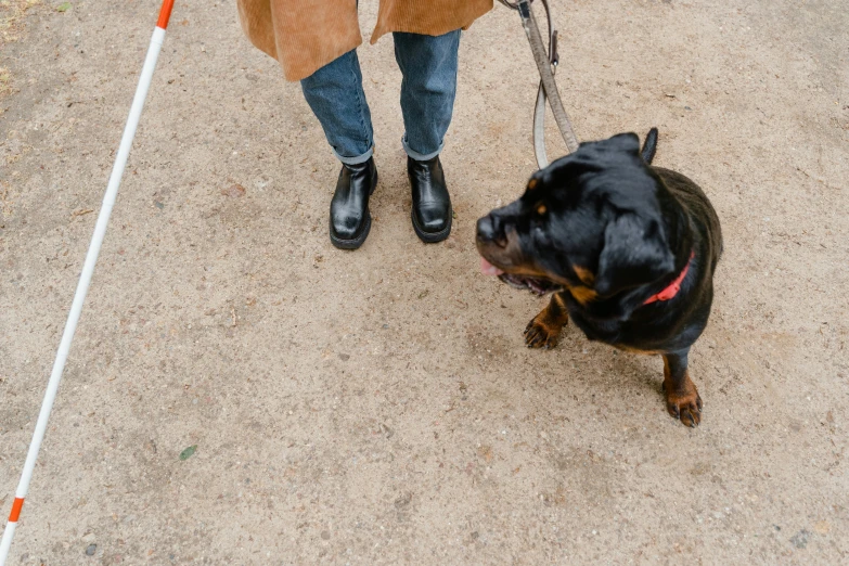 a person walking a dog on a leash, an album cover, pexels contest winner, rottweiler firefighter, crutches, high angle close up shot, 1 4 9 3