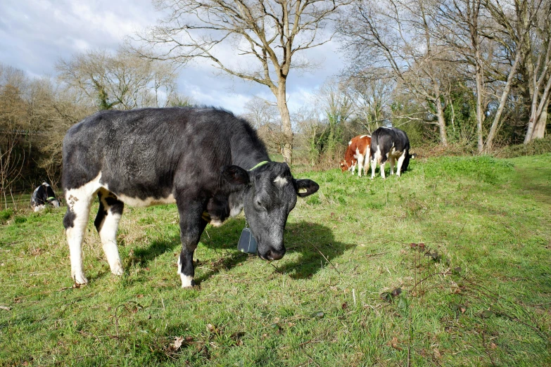 a couple of cows that are standing in the grass, bocage, permaculture, 2022 photograph, illustration »