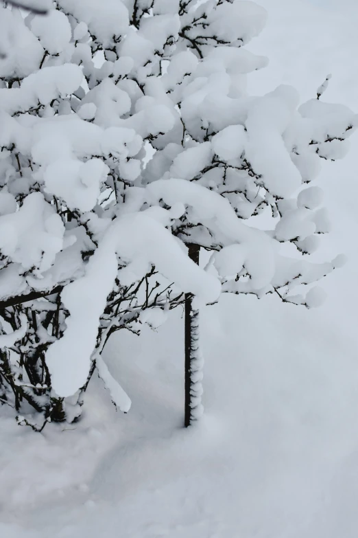 a fire hydrant covered in snow next to a tree, by Peter Snow, distant knotted branches, stunning skied, low quality photo, detail shots