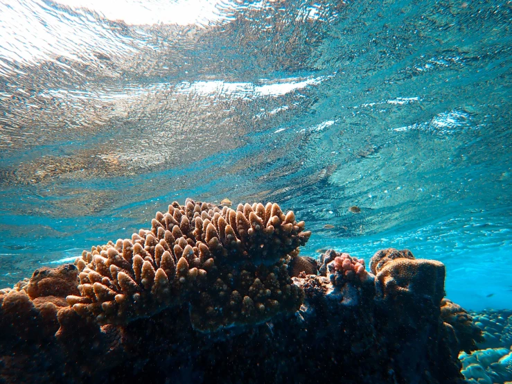 an underwater view of a coral reef in the ocean, unsplash, hurufiyya, fan favorite, brown, unedited, lagoon