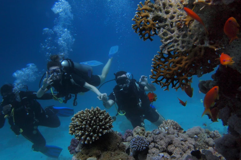 a group of people diving in the ocean, reefs, profile image, fan favorite, unedited