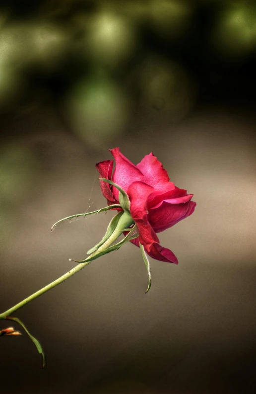 a single pink rose sitting on top of a stem, pexels, paul barson, small red roses, walking down, photograph