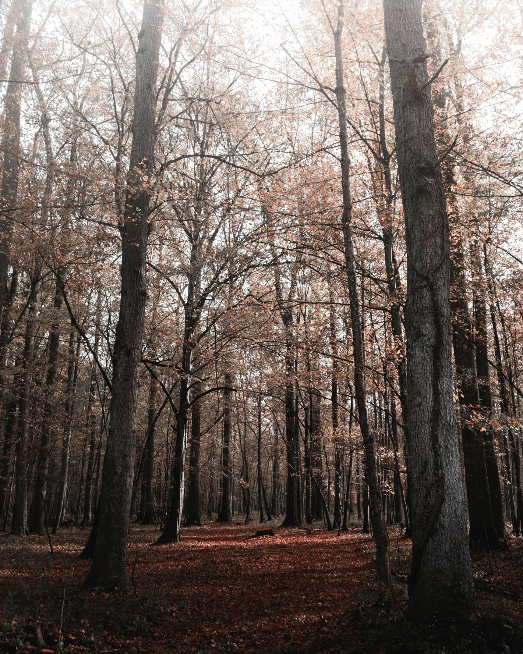 a forest filled with lots of tall trees, inspired by Elsa Bleda, unsplash contest winner, red brown and grey color scheme, historical photo, seasons!! : 🌸 ☀ 🍂 ❄, taken on a 2000s camera