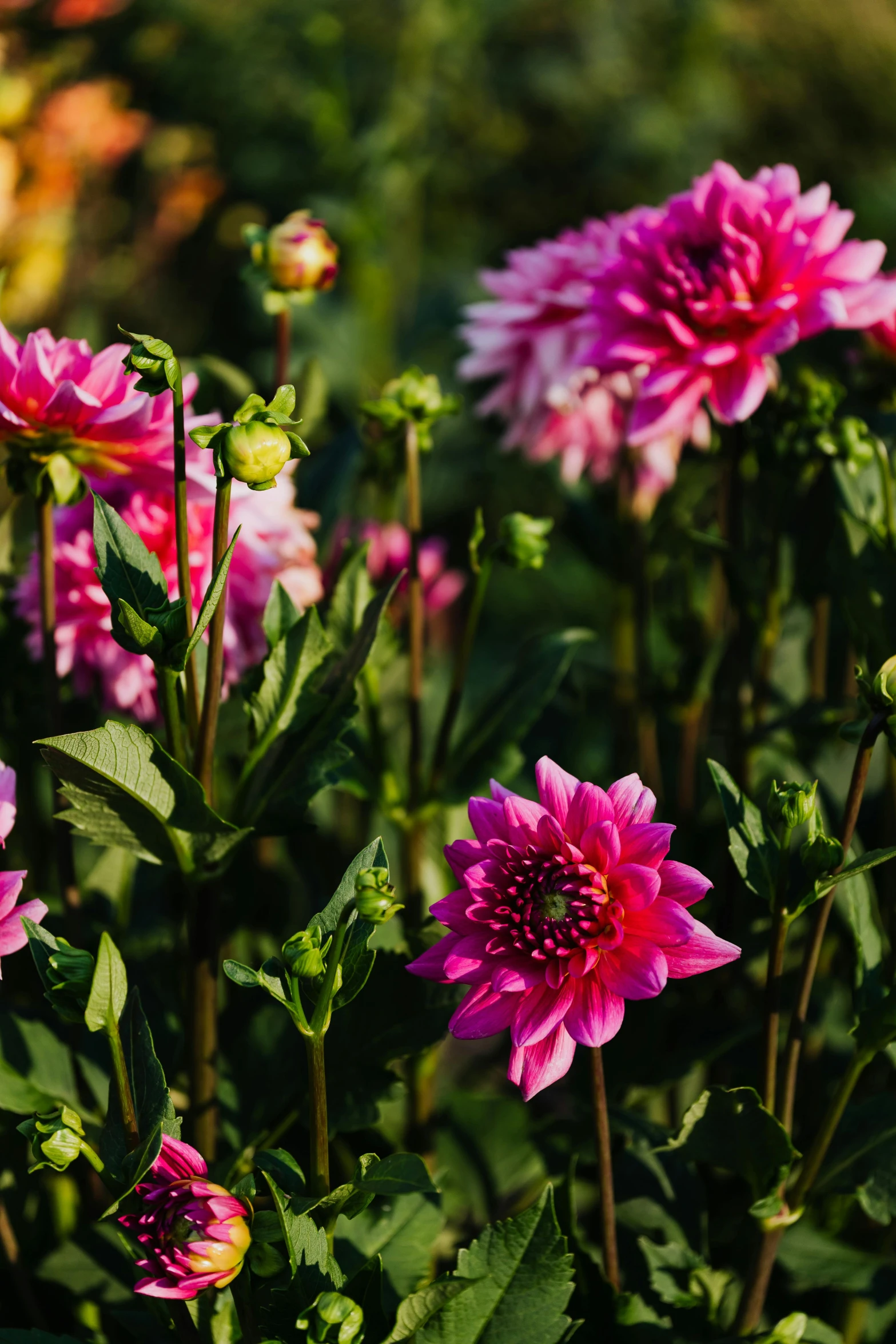 a bunch of pink flowers sitting on top of a lush green field, a portrait, unsplash, baroque, dahlias, high resolution photo, do