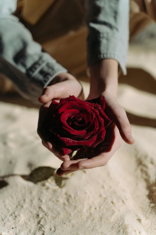 a person holding a red rose in their hands, by Anna Boch, on the sand, maroon, romantic lead, carefully crafted