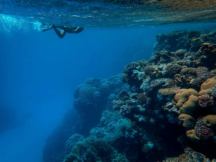a person swimming in the ocean near a coral reef, shades of blue, red sea, malika favre, adventure