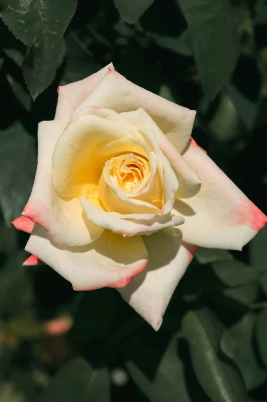 a close up of a flower with leaves in the background, photo of a rose, intense albino, 3/4 front view, tie-dye