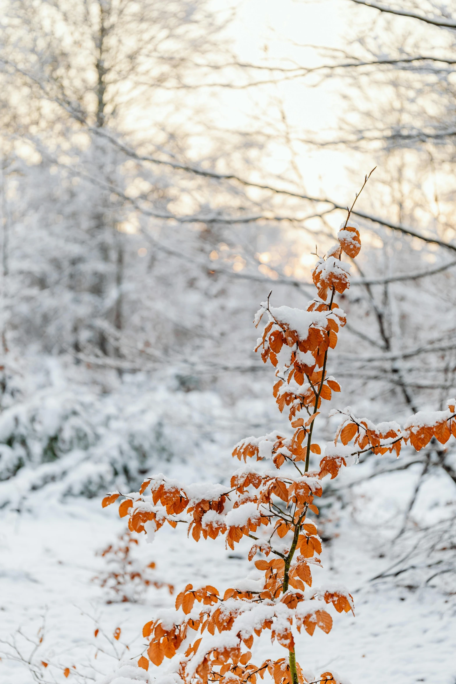 a fire hydrant sitting in the middle of a snow covered forest, by Jesper Knudsen, trending on pexels, leaves on branches, white and orange, zoomed in shots, distant knotted branches