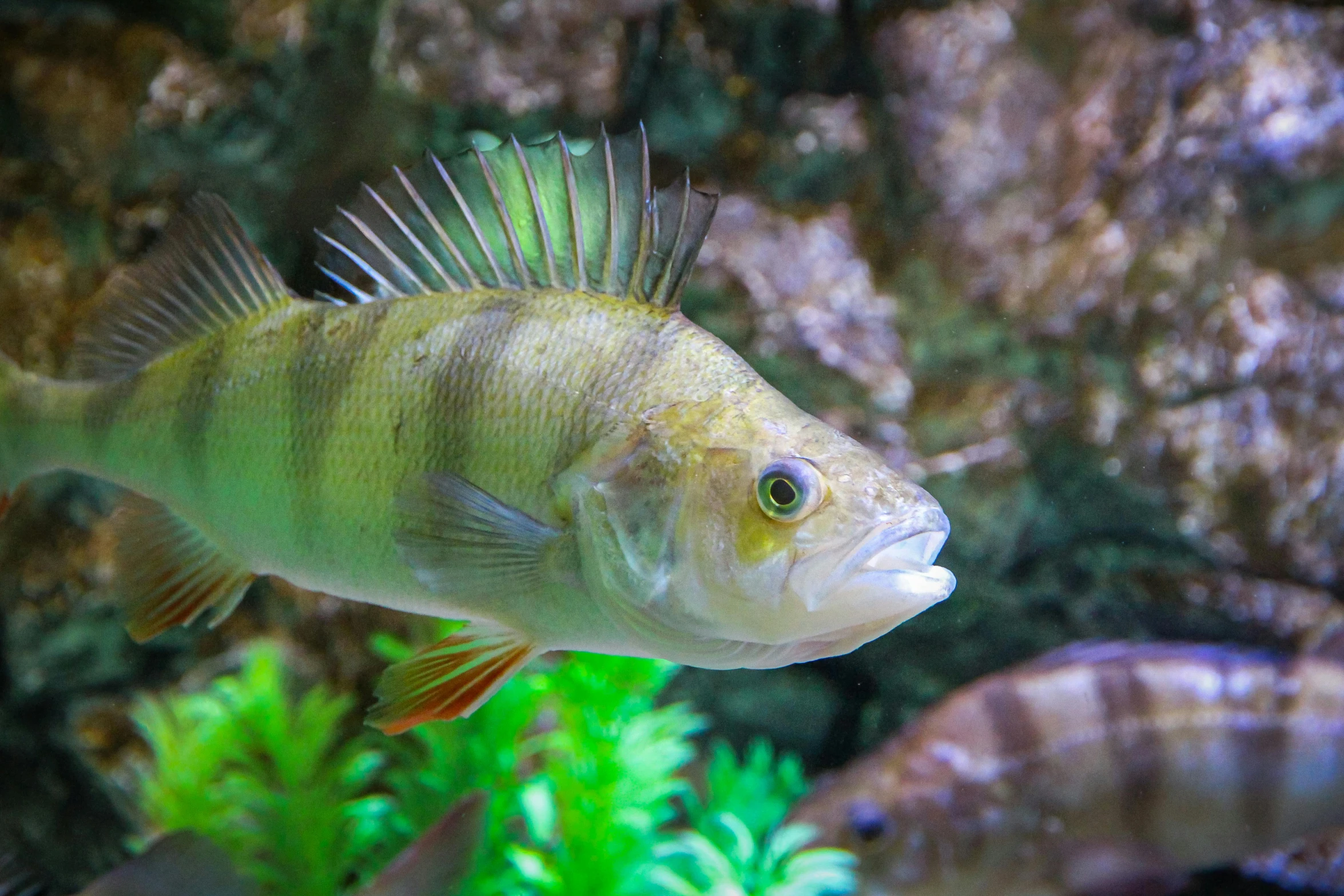 a close up of a fish in an aquarium, a portrait, by Gwen Barnard, shutterstock, instagram picture, a green, small mouth, thumbnail