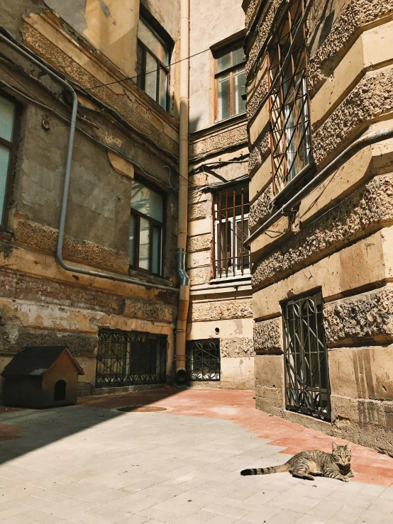 a cat laying on the ground in front of a building, by Kristian Zahrtmann, pexels contest winner, renaissance, soviet apartment building, small path up to door, preserved historical, gif