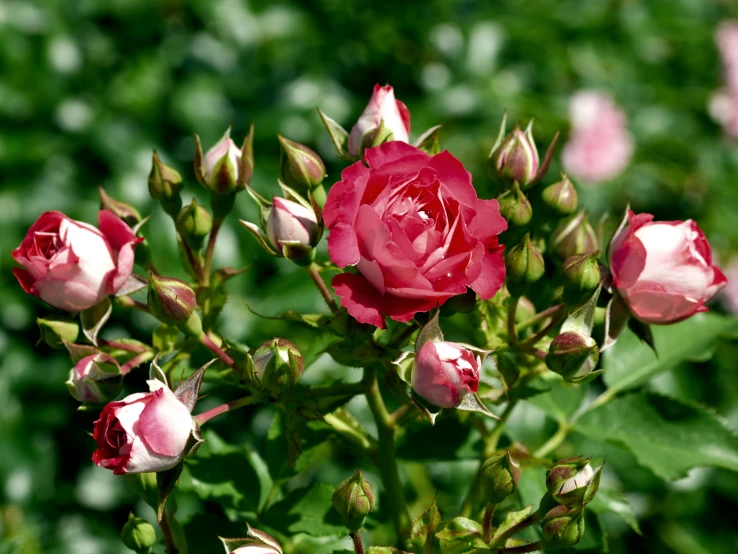 a close up of a bunch of pink roses, by Andor Basch, wine-red and grey trim, prima ballerina in rose garden, various sizes, multicoloured