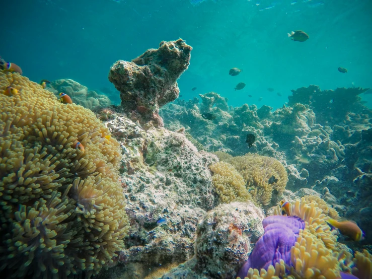 a group of sea anemons on a coral reef, unsplash, mingei, orange and turquoise and purple, great barrier reef, a purple fish, photo of a camp fire underwater