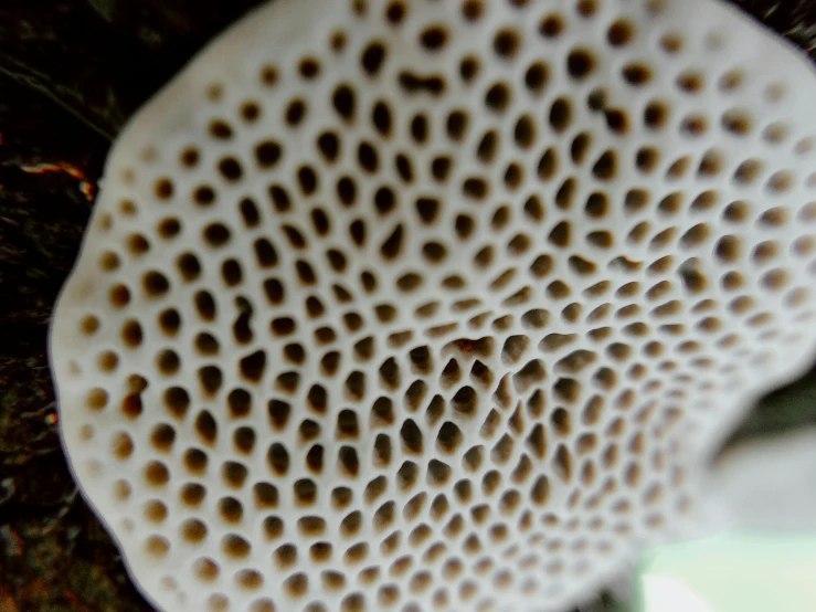 a close up of a mushroom on a tree, a macro photograph, by Dave Allsop, unsplash, pointillism, organic ceramic fractal forms, trypophobia, ivory carved ruff, hoog detail