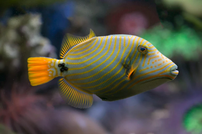a close up of a fish in an aquarium, striped orange and teal, with a pointed chin, bolts of bright yellow fish, striking pose