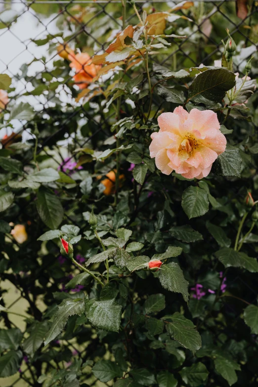 a bush of flowers behind a chain link fence, by Carey Morris, unsplash, growing out of a giant rose, orange plants, draped in fleshy green and pink, overcast mood