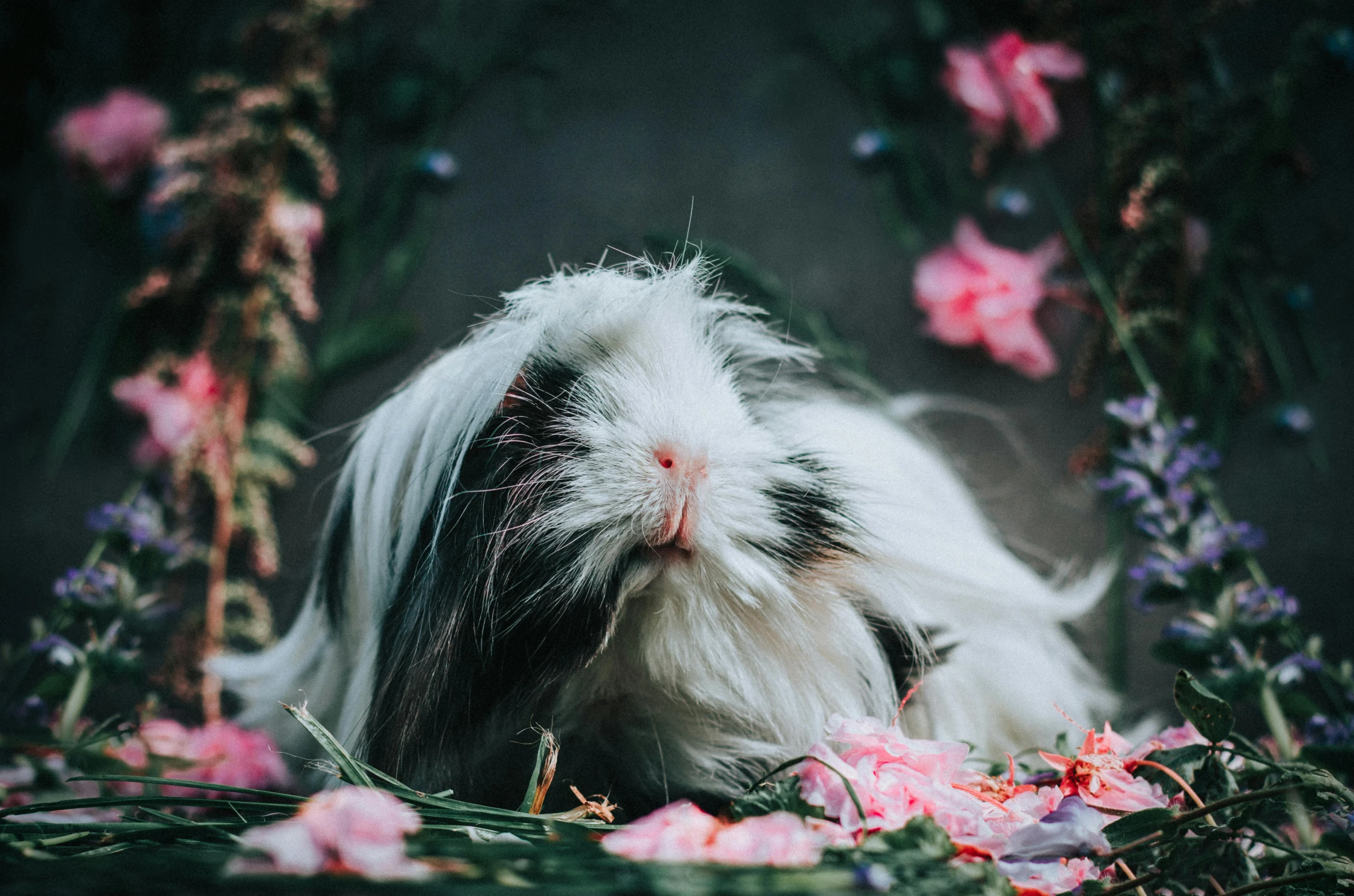 a black and white rabbit surrounded by flowers, by Julia Pishtar, pexels contest winner, miniature pig, avatar image, shih tzu, beautiful wallpaper