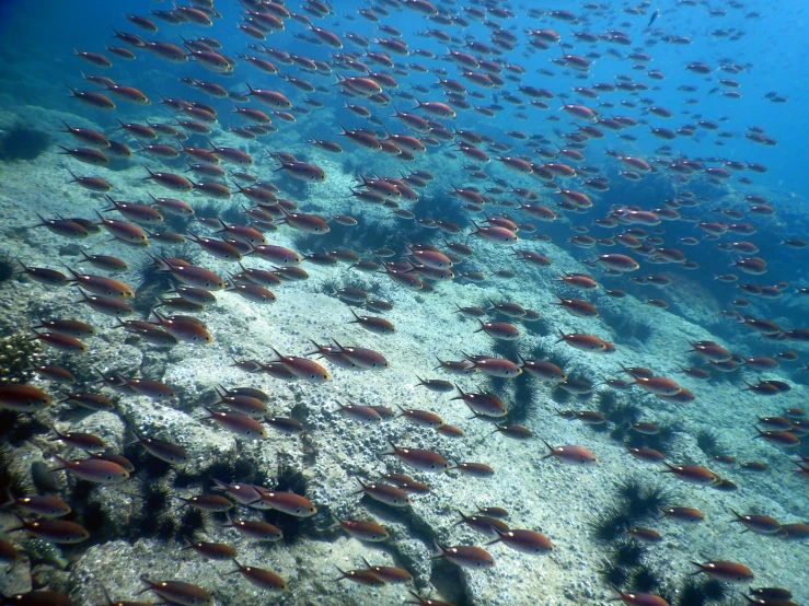 a large group of fish swimming in the ocean, flickr, renaissance, cyprus, reds, deep clear pools of water, grain”