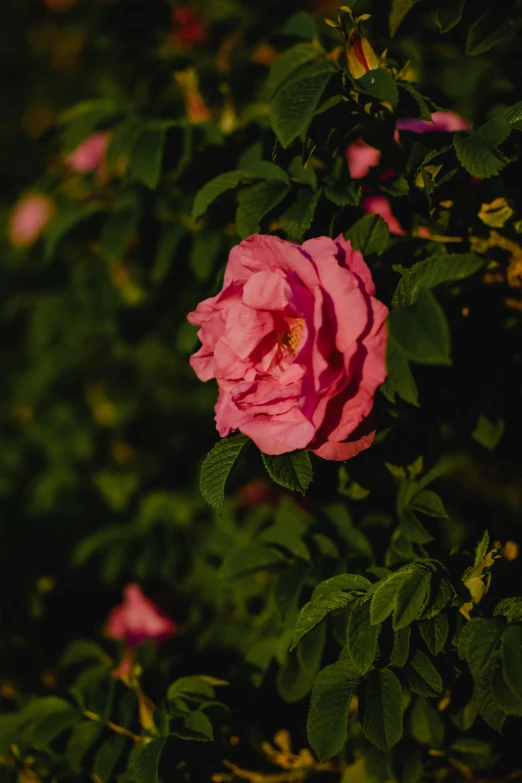 a close up of a pink flower on a bush, an album cover, inspired by Elsa Bleda, unsplash, renaissance, summer evening, rose, high quality photo, color image