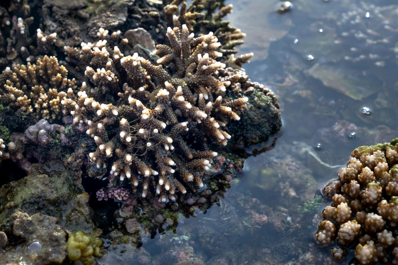 a close up of a coral in a body of water, unsplash, hurufiyya, covered in coral and barnacles, brown, victoria siemer, gardening