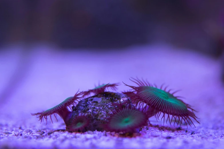 a close up of a bug on a purple surface, by Adam Marczyński, unsplash, fantastic realism, green sea urchin, glowing blue mushrooms in mire, red sea, zerg