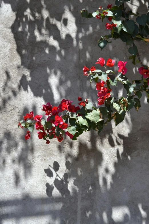 a white fire hydrant sitting on top of a cement wall, inspired by André Kertész, arabesque, red blooming flowers, shadow play, eucalyptus, close - up photograph