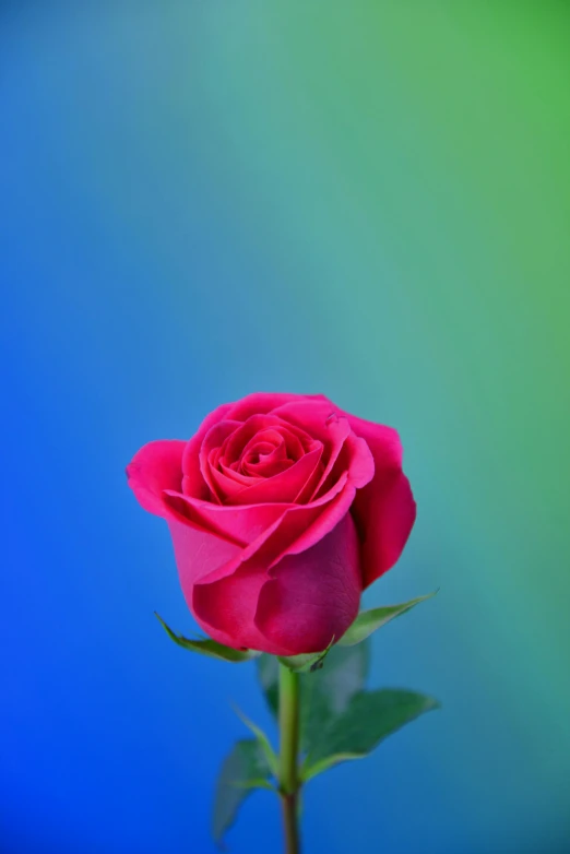 a single pink rose sitting on top of a green and blue background, by Jan Rustem, full colour spectrum, hot pink, today\'s featured photograph 4k, reds)