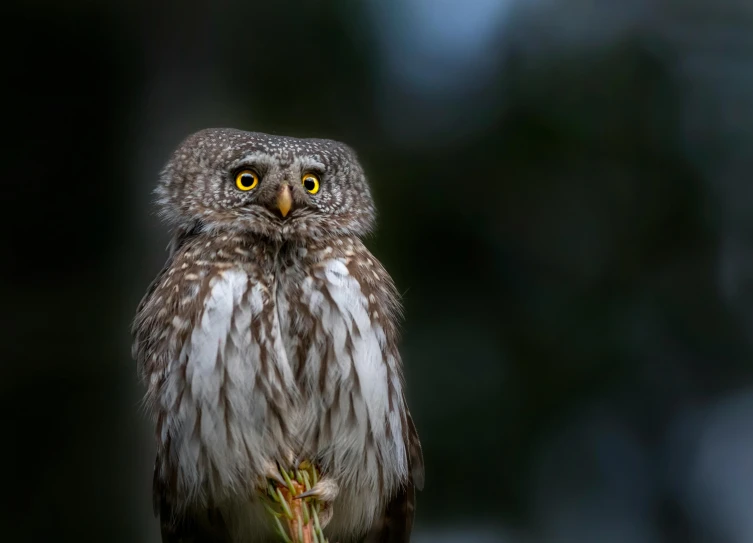 a brown and white owl sitting on top of a tree branch, a portrait, by Jesper Knudsen, pexels contest winner, hurufiyya, paul barson, portrait of small, portrait of wild, high quality photo