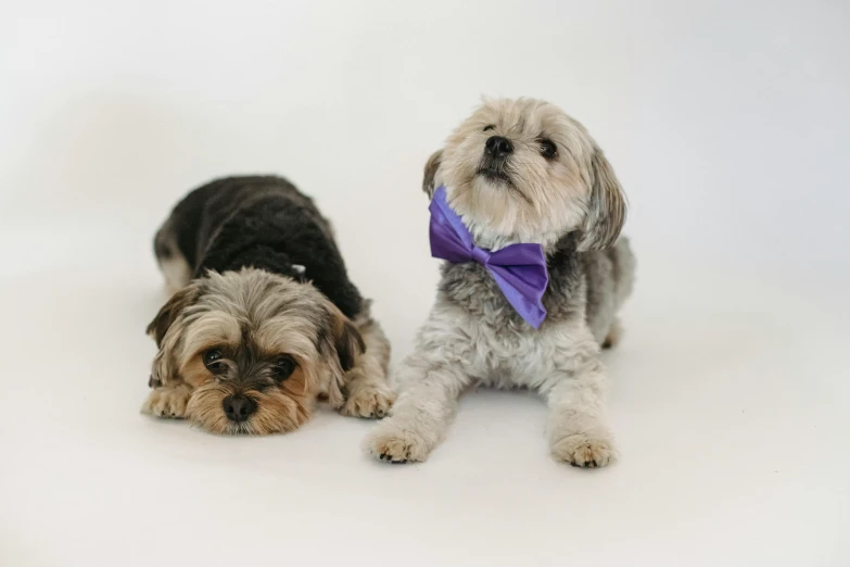 a couple of small dogs sitting next to each other, a portrait, by Gavin Hamilton, pexels, sōsaku hanga, purple tie, bows, thumbnail, grey