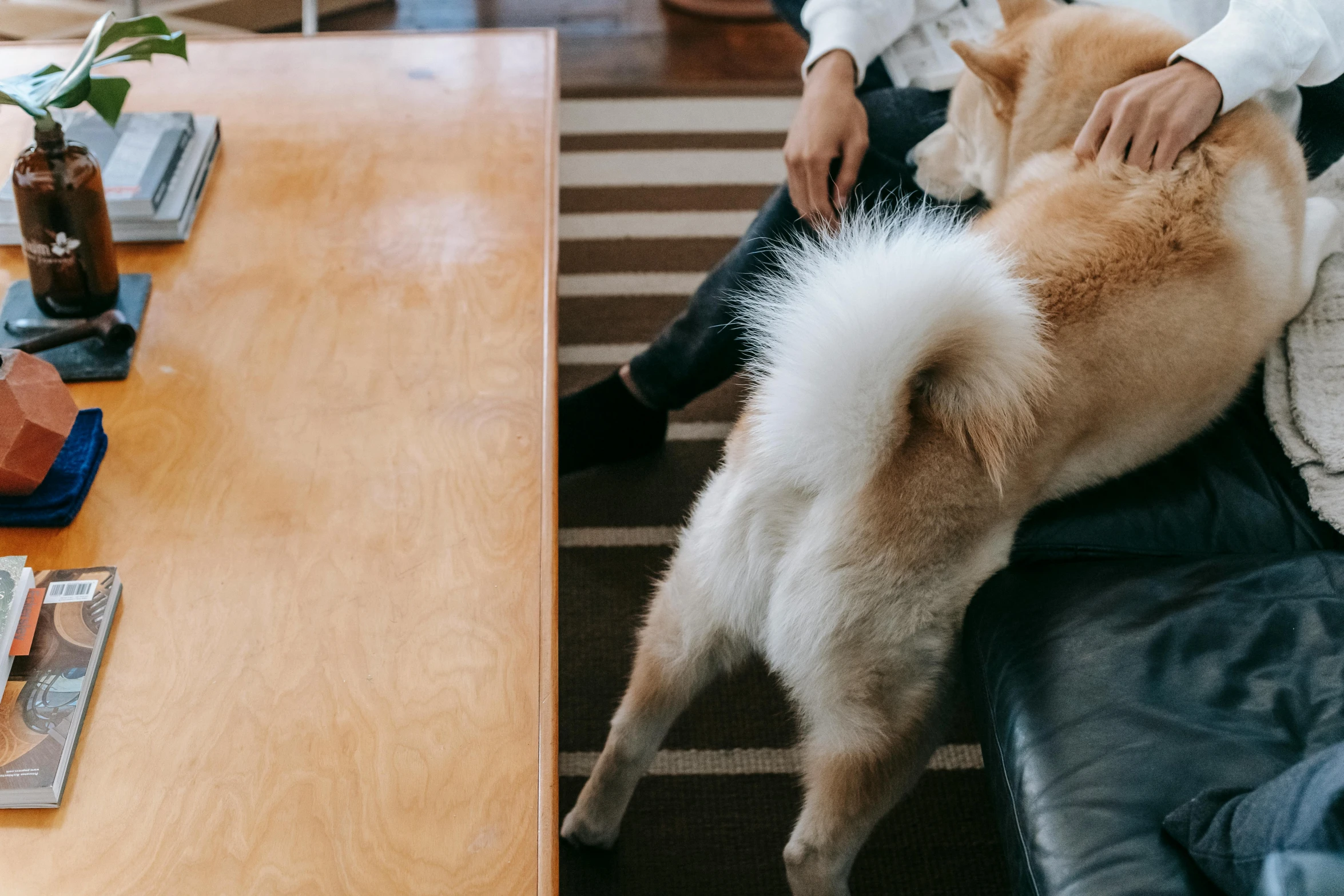 a person sitting on a couch with a dog, trending on unsplash, sōsaku hanga, on a wooden table, large tail, shibu inu, rectangle