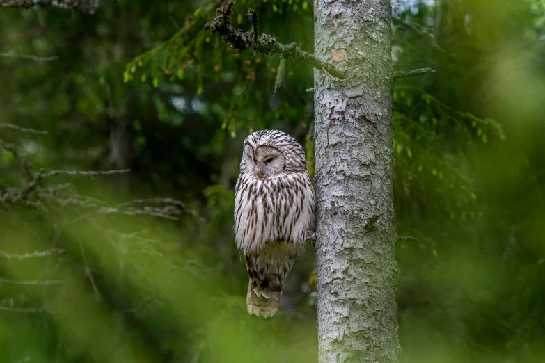 a large owl sitting on top of a tree, by Jaakko Mattila, pexels contest winner, hurufiyya, soaking wet, bright nordic forest, lush wildlife, medium height