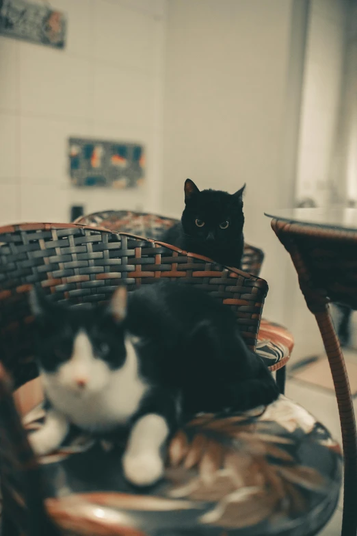 a black and white cat sitting in a wicker basket, a picture, by Niko Henrichon, unsplash, two buddies sitting in a room, two plastic chair behind a table, male and female, middle close up composition