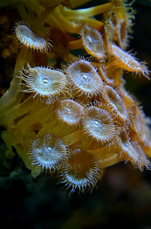 a close up of a sea anemone in a tank, shrooms, twirling glowing sea plants, bolts of bright yellow fish, taken in 2 0 2 0