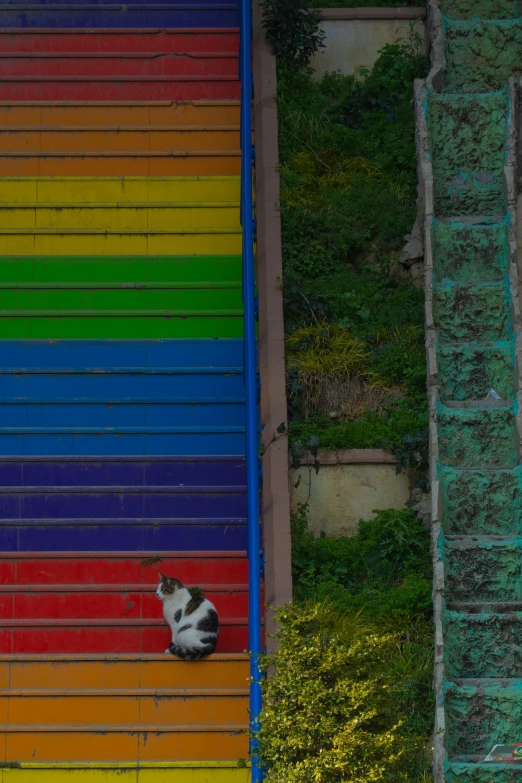 a cat that is sitting on some stairs, an album cover, inspired by Steve McCurry, trending on unsplash, street art, rainbow stripe backdrop, chile, aerial view from above, lgbtq