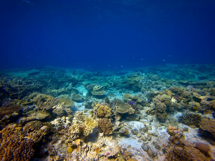 an underwater view of a coral reef, unsplash, hurufiyya, great barrier reef, multiple stories, conor walton
