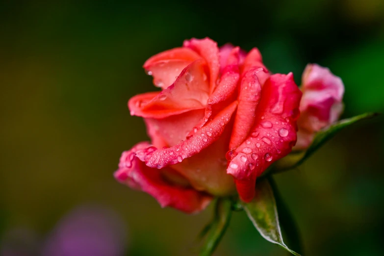 a red rose with water droplets on it, by Reuben Tam, unsplash, pink orange flowers, paul barson, slide show, overcast