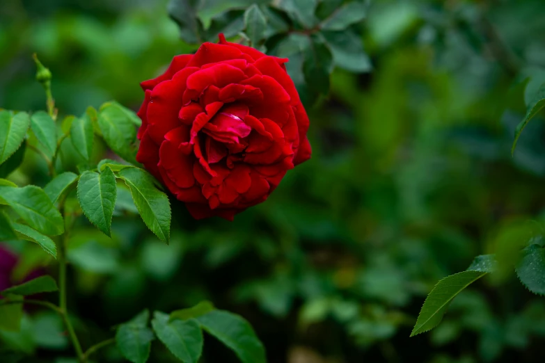 a close up of a red rose with green leaves, by Jan Rustem, unsplash, fan favorite, red blooming flowers, single, color ( sony a 7 r iv