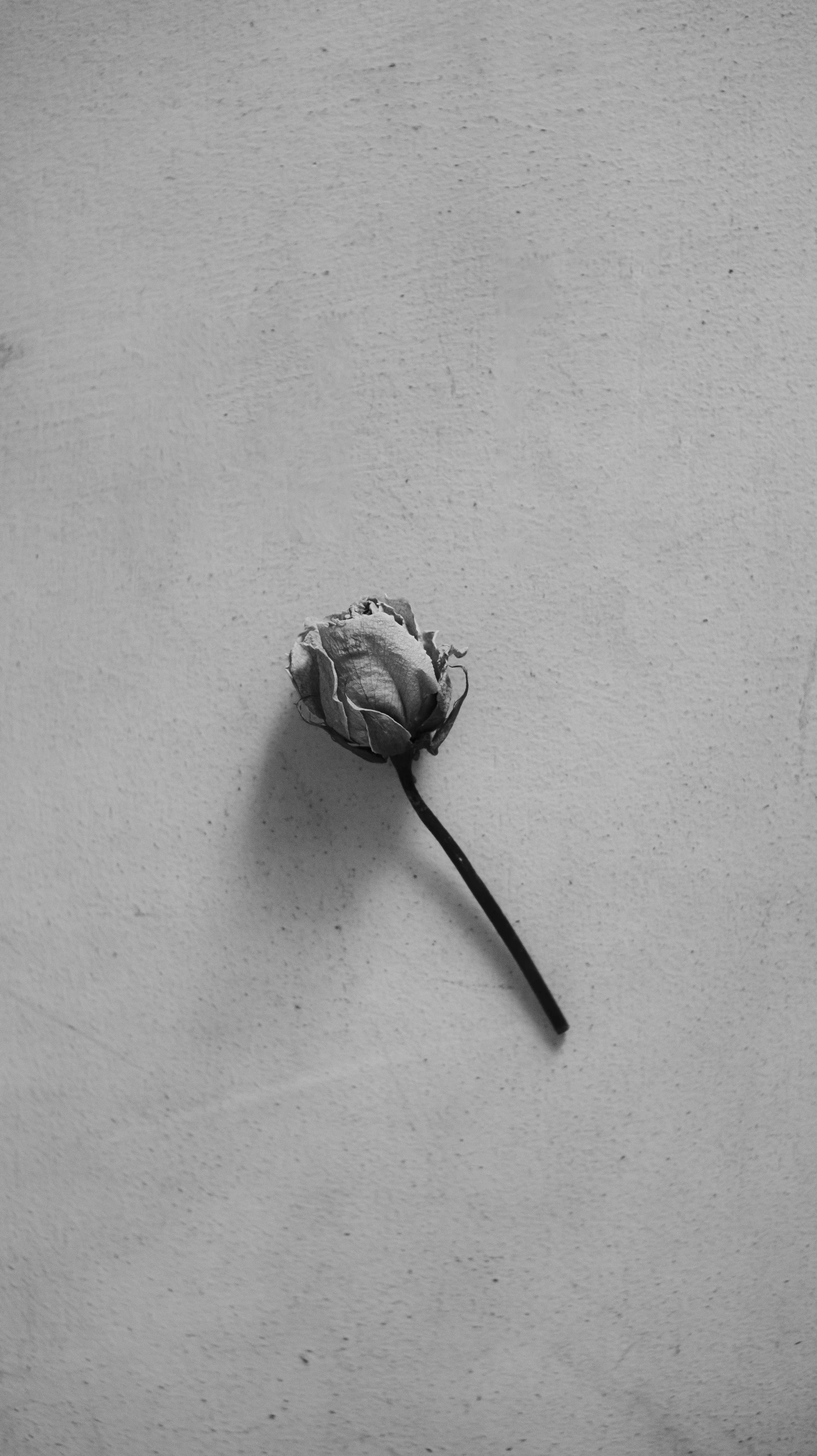 a black and white photo of a single flower, unsplash, minimalism, dressed in a worn, ffffound, seseon yoon, broken heart