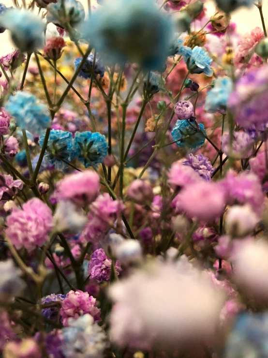 a bunch of blue and pink flowers in a field, made of colorful dried flowers, ( colorful ), 2019 trending photo, japanese flower arrangements