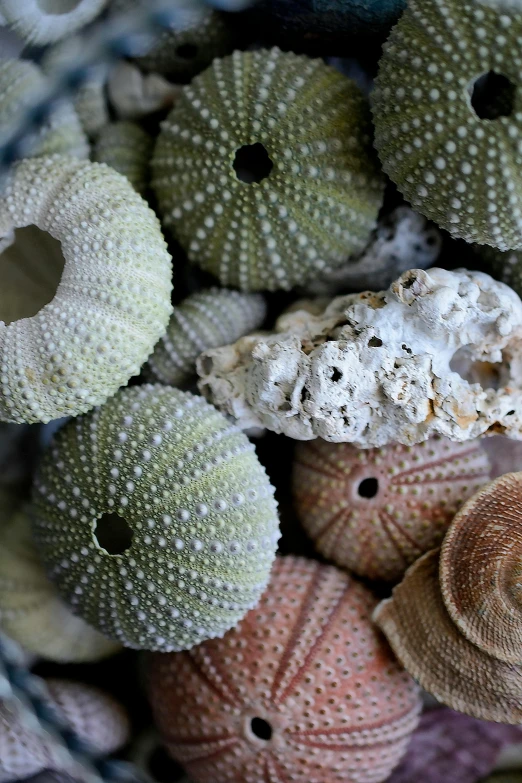 a basket filled with lots of different types of sea urchins, unsplash, baroque, o'neill cylinder colony, made of glazed, award winning color photo, white