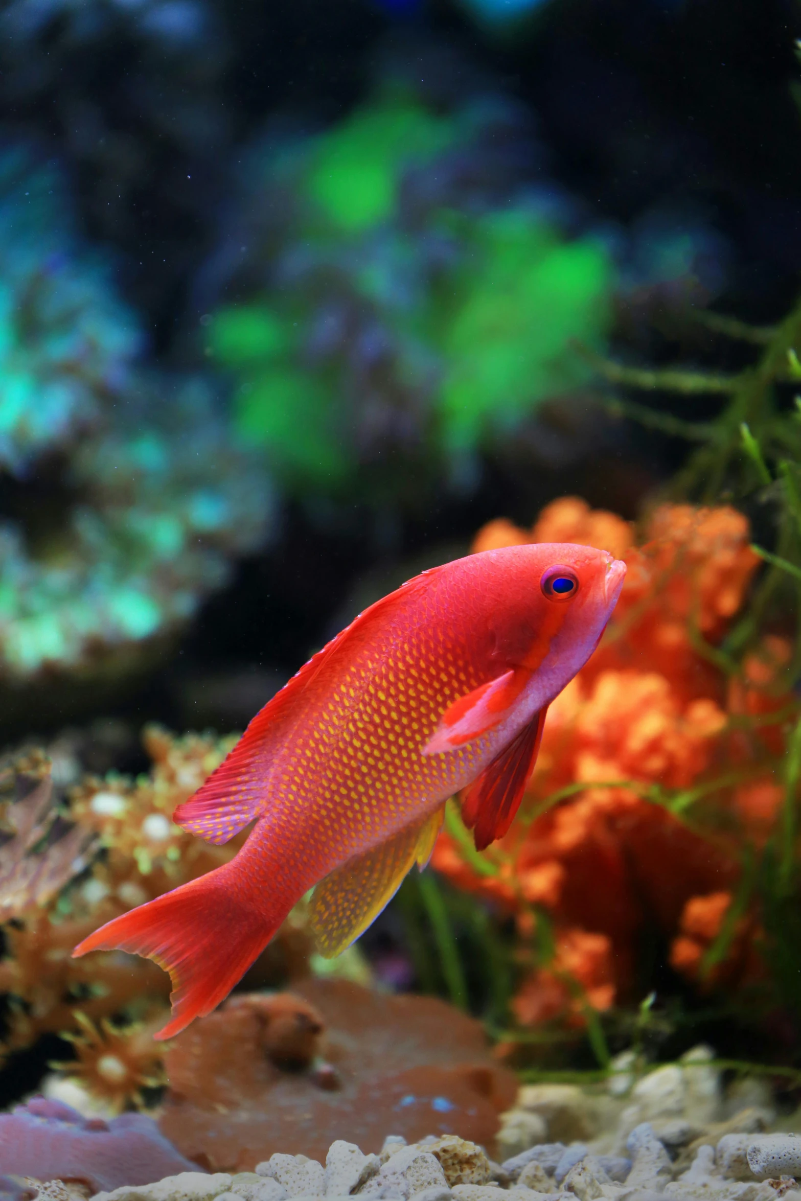 a close up of a fish in an aquarium, coral red, looking off to the side, an ocean, posing for camera